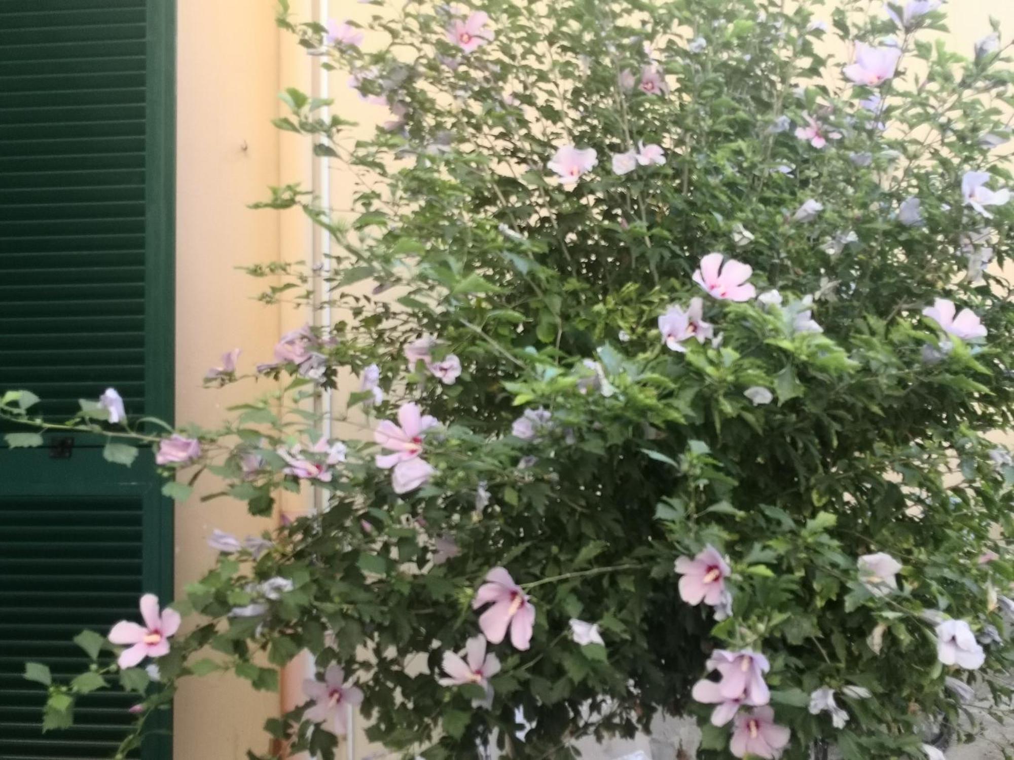 Green Home Pisa